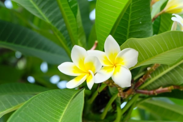 SIAPOC Environnement